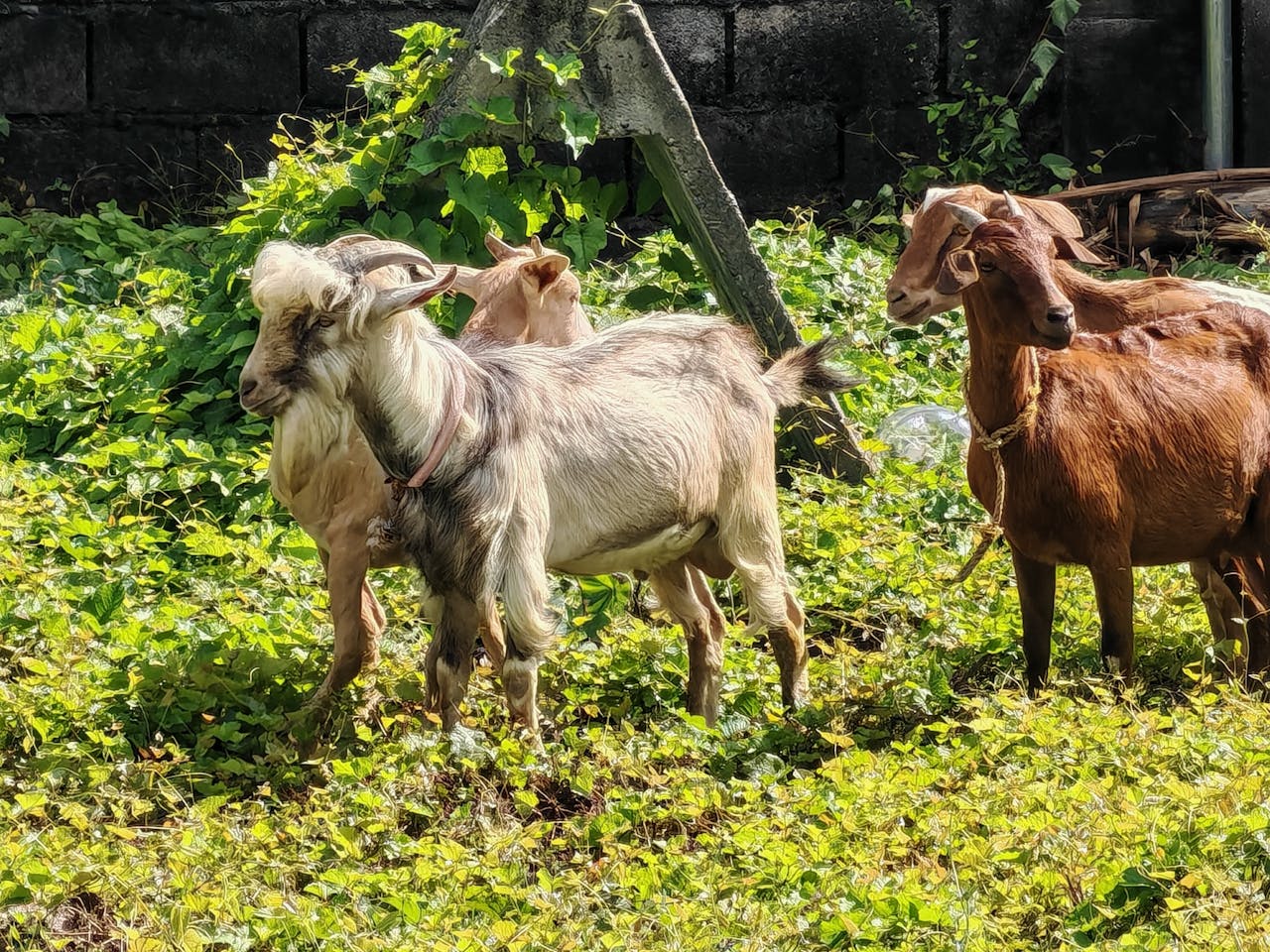A group of goats grazing in a lush, green meadow under the sunlight, creating a pastoral scene.