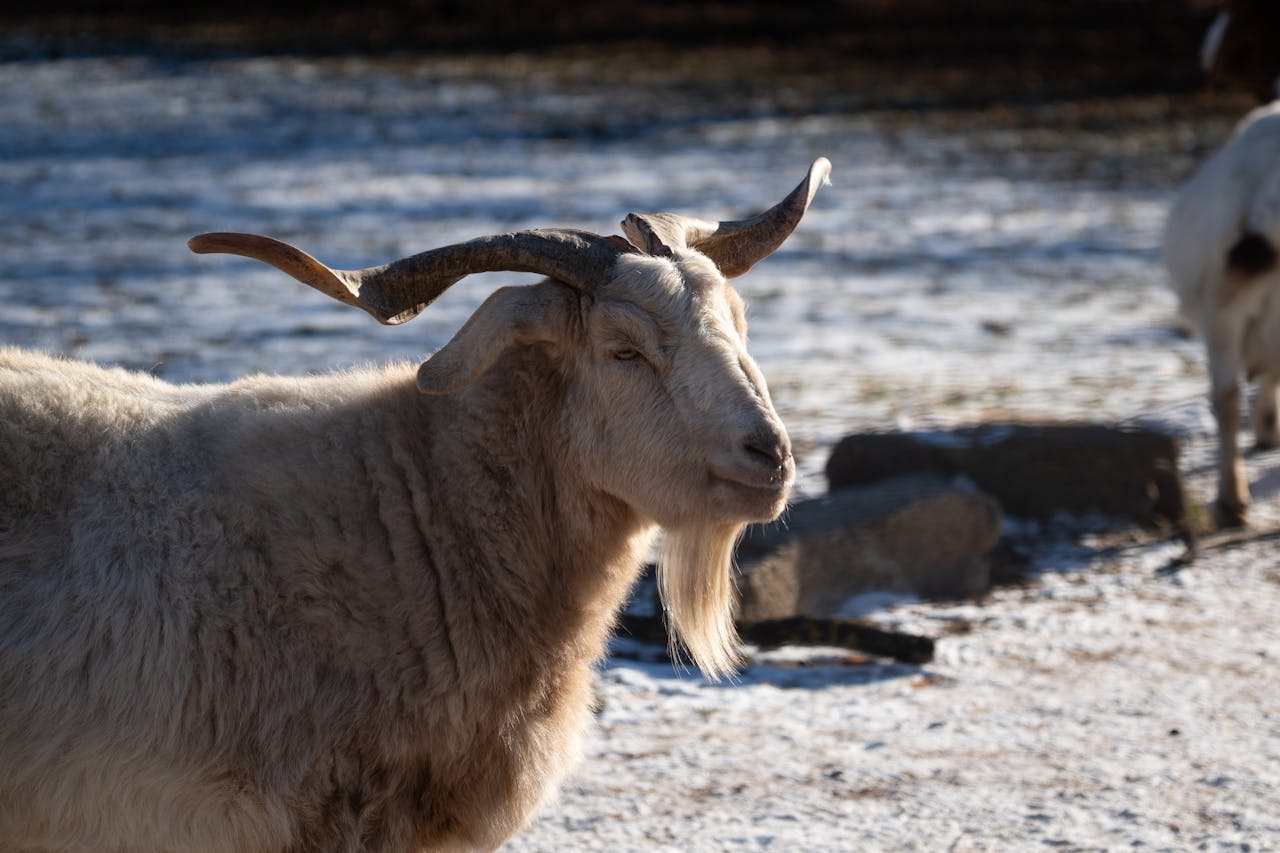 A goat with impressive horns standing in a snowy outdoor setting, capturing the essence of winter.